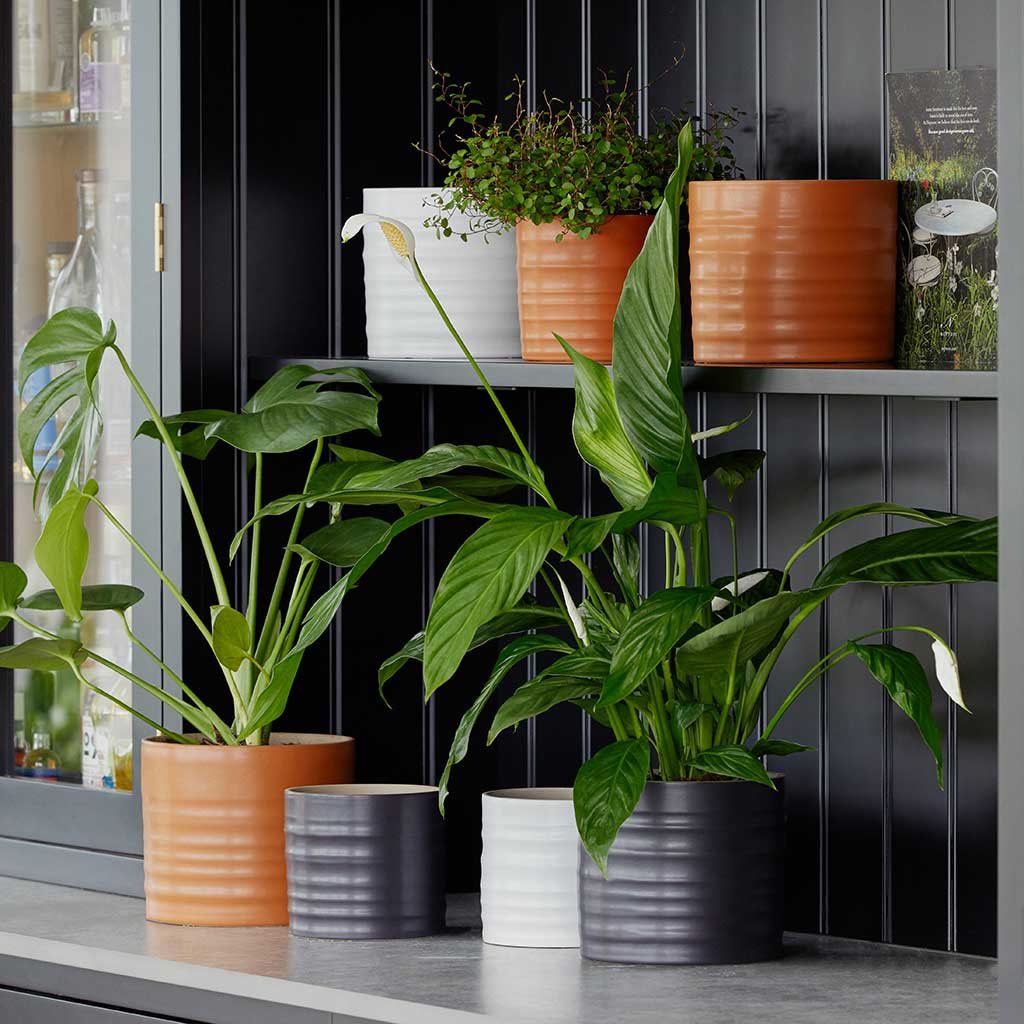 Small Indoor Plant Pots