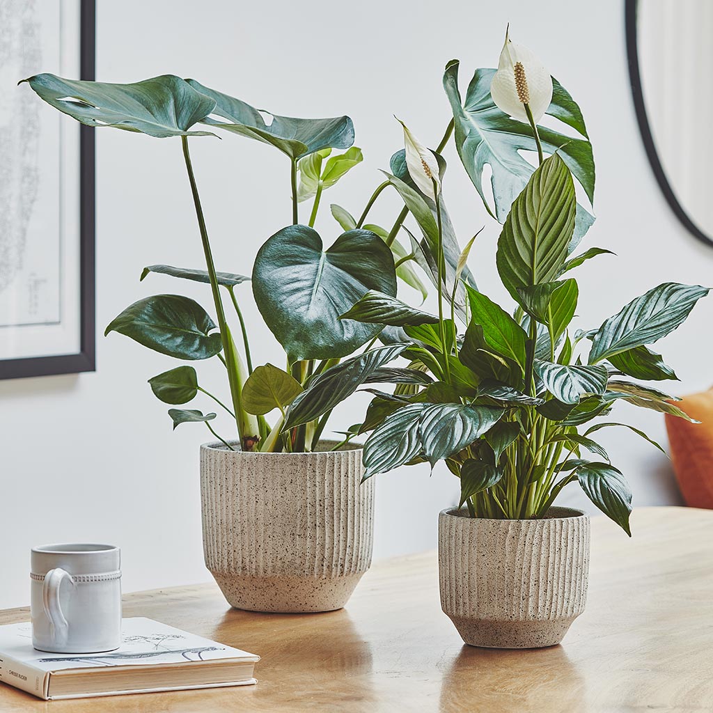 Solento Plant Pot - White Speckle