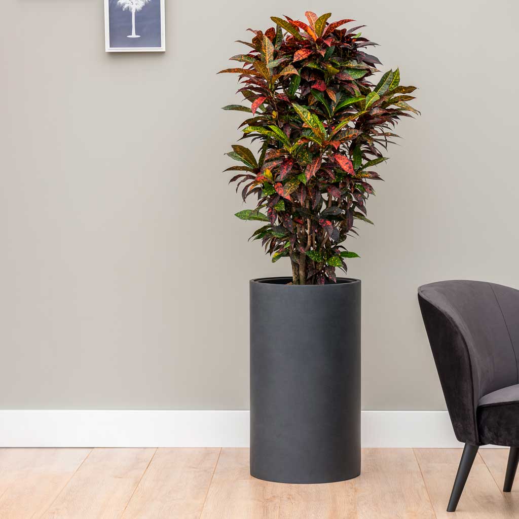 Solid Cylinder Planter - Dark Grey
