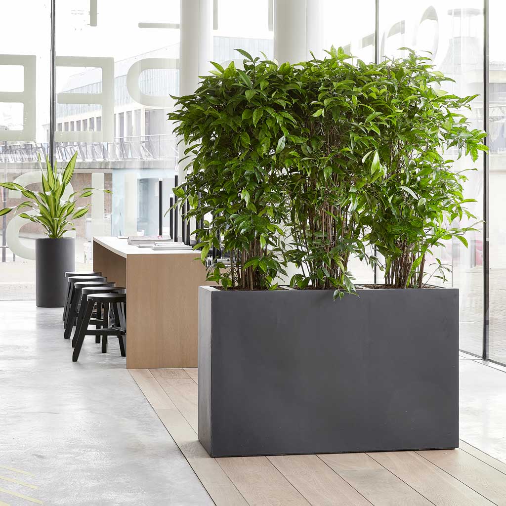 rectangular indoor plant pots Solid Rectangle Planter - Dark Grey - Quality Planters | Hortology