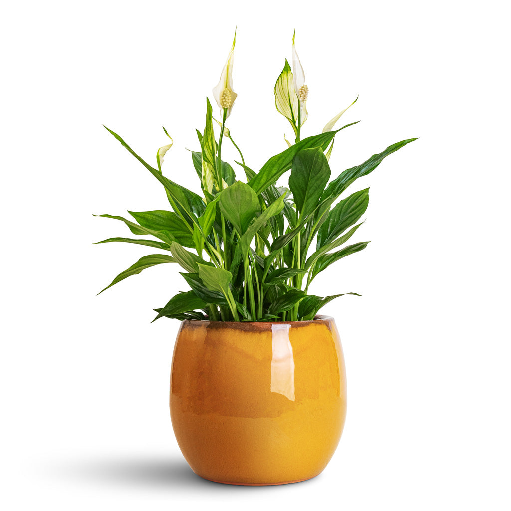 Spathiphyllum Bellini - 13x40cm In Charlotte Pot Ochre - 19x16cm