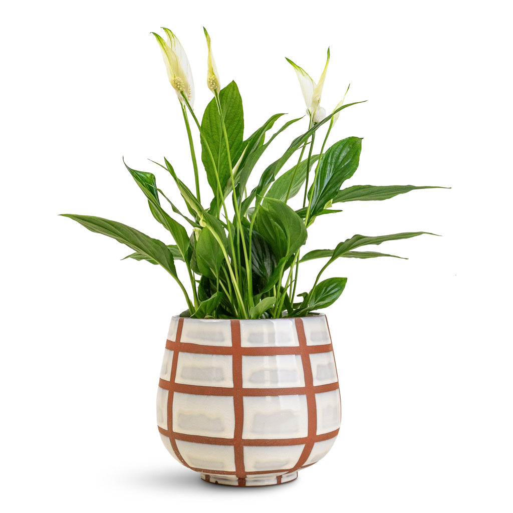 Spathiphyllum Bellini 13x40cm house plant in Moda Pot Moon Lattice 18x15cm