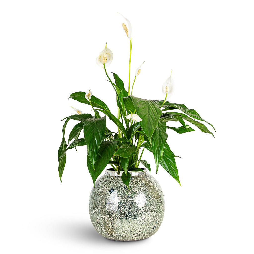 Spathiphyllum Bellini 13x40cm House Plant In Mosaic Metal Pot Mirror 26x24cm