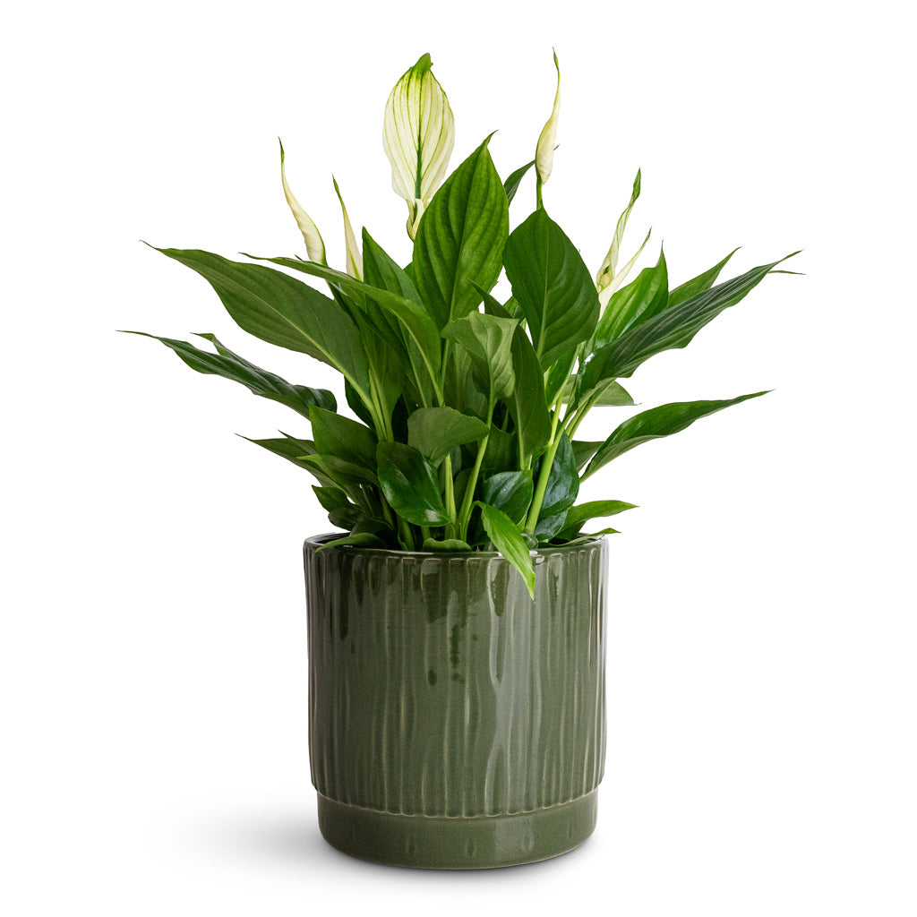 Spathiphyllum Bellini - 13x40cm In Stella Pot Sage - 16x14cm