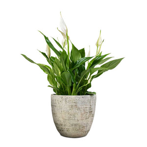 Spathiphyllum Bellini - Peace Lily & Anne Plant Pot - White Earth