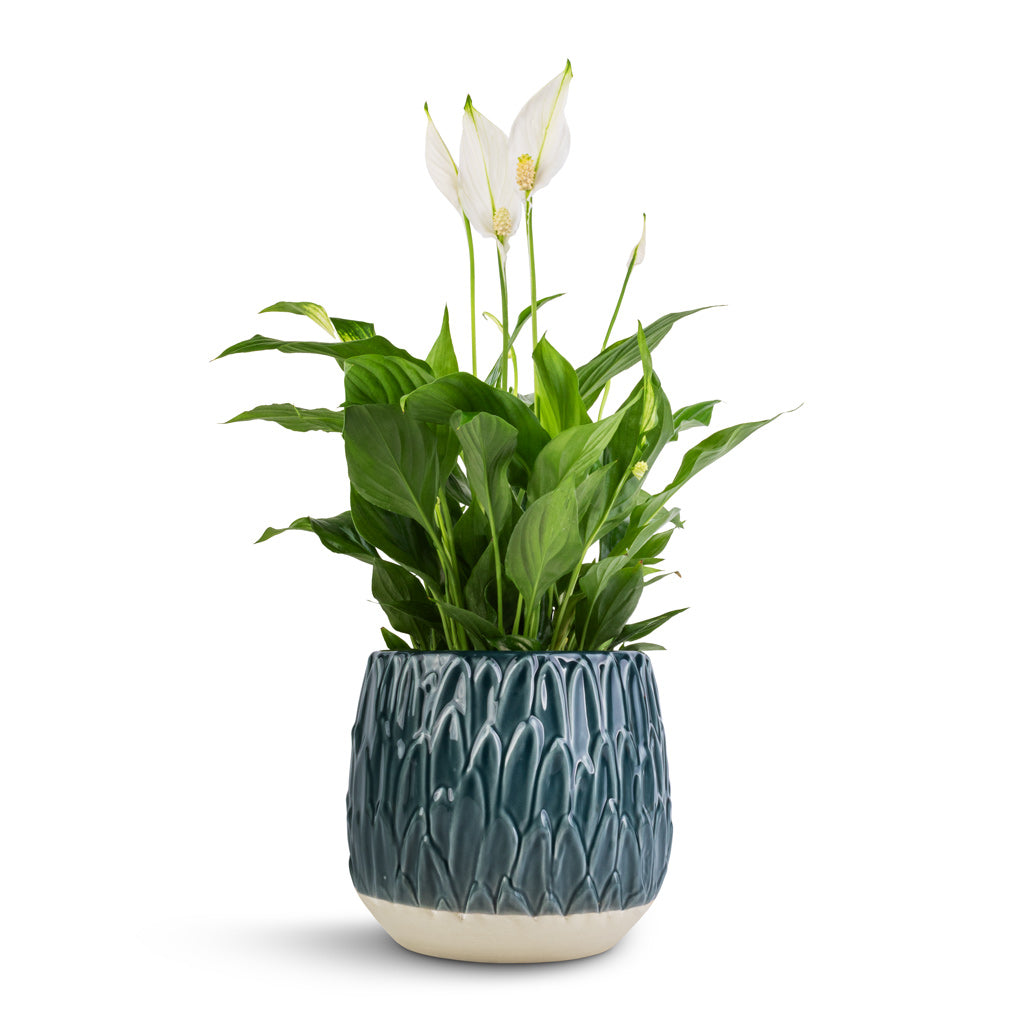 Spathiphyllum Bellini - Peace Lily & Arles Leaf Plant Pot - Teal