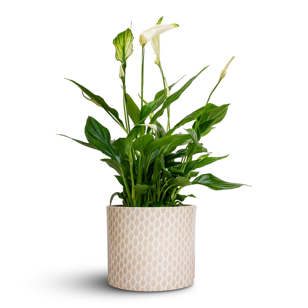 Spathiphyllum Bellini - Peace Lily & Lazzaro Plant Pot - Taupe Garland