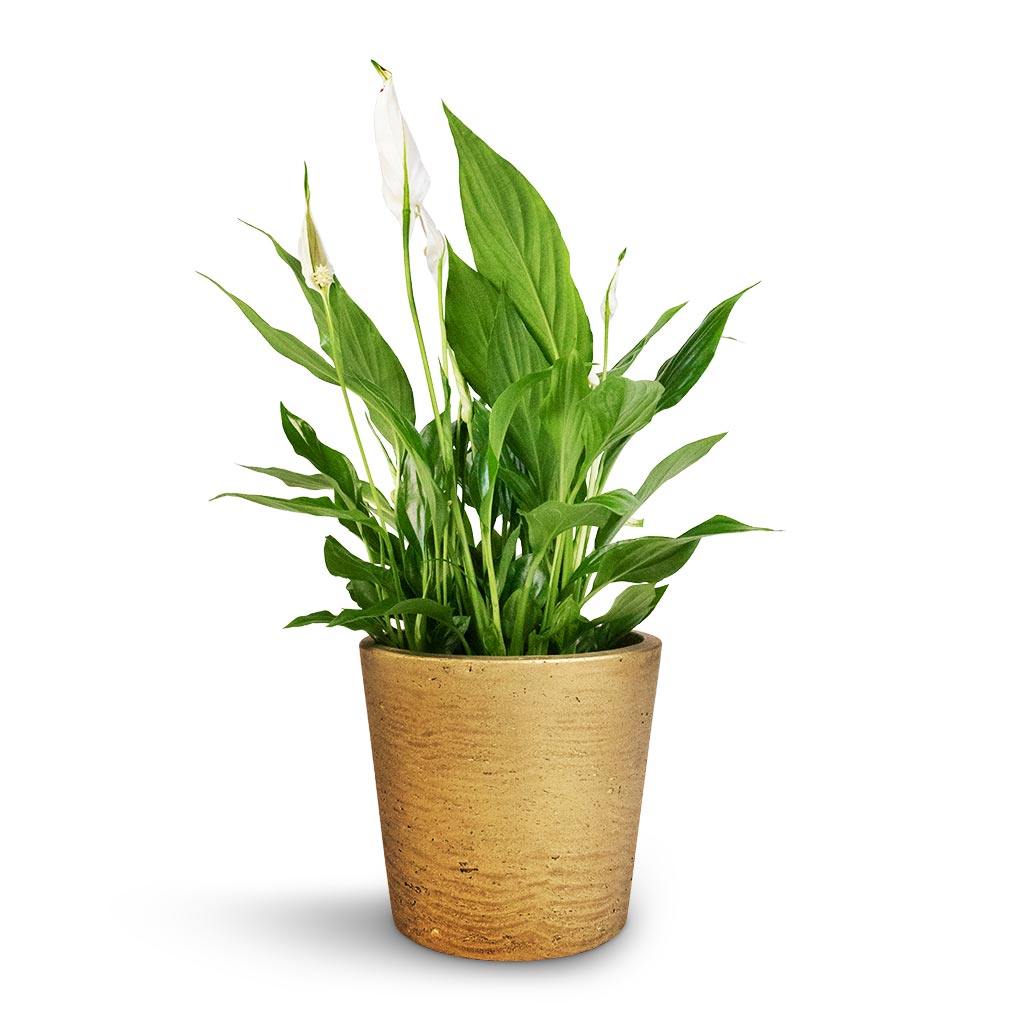 Spathiphyllum Bellini - Peace Lily & Mini Bucket Plant Pot - Metallic Gold