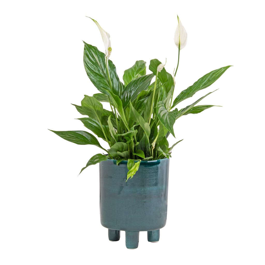 Spathiphyllum Bellini - Peace Lily & Pisa Plant Pot - Emerald