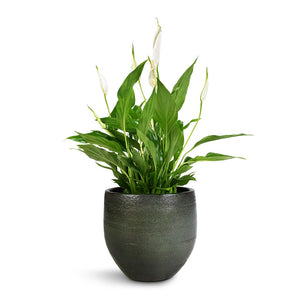 Spathiphyllum Bellini - Peace Lily