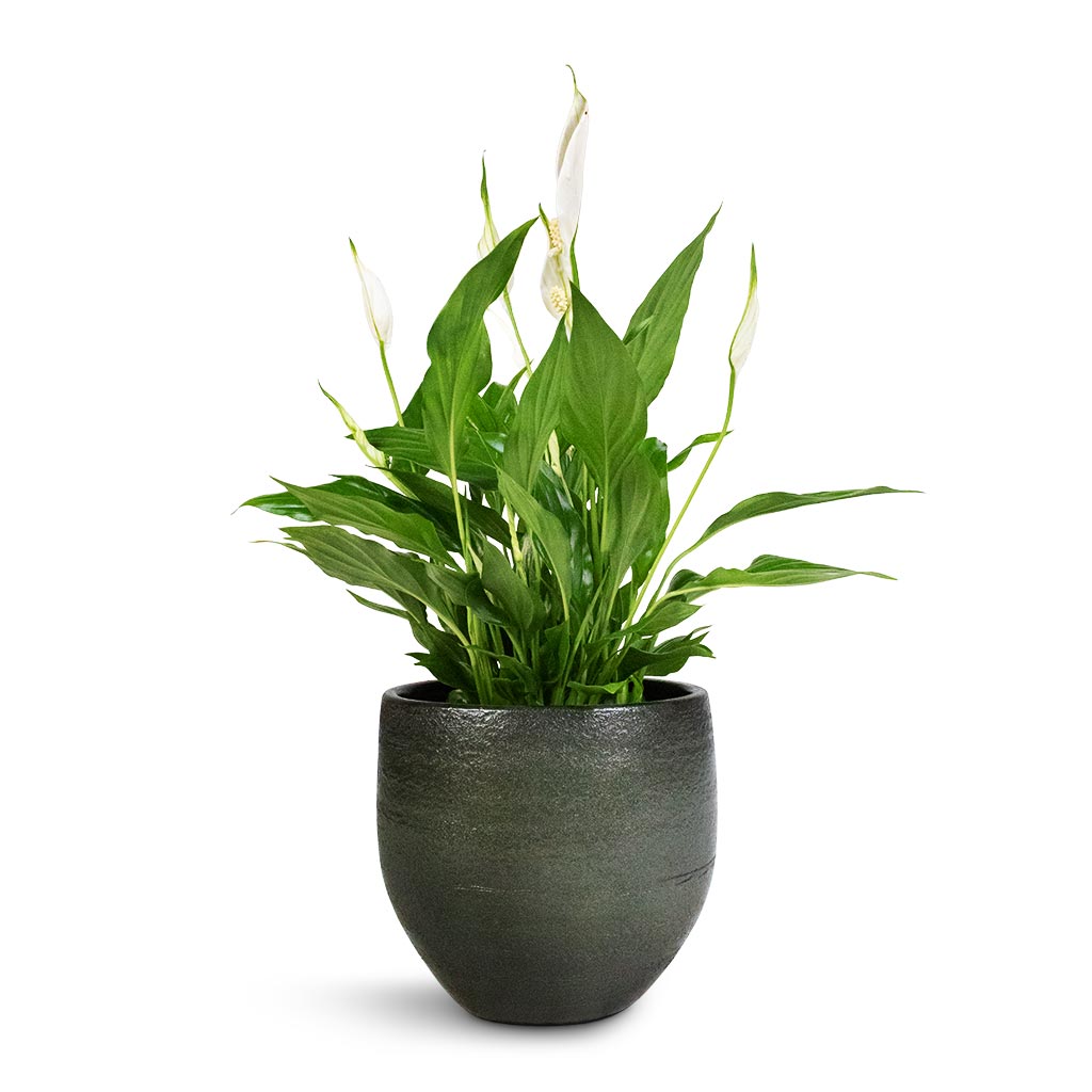 Spathiphyllum Bellini - Peace Lily & Zembla Plant Pot - Green