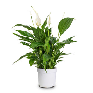 Spathiphyllum Bellini - Peace Lily - 13 x 40cm