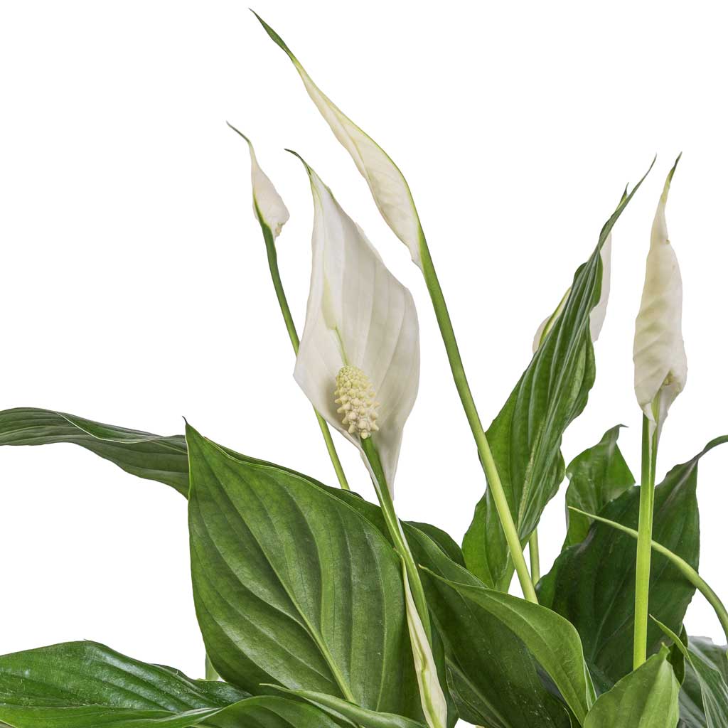 Spathiphyllum Bellini - Peace Lily - Flowers