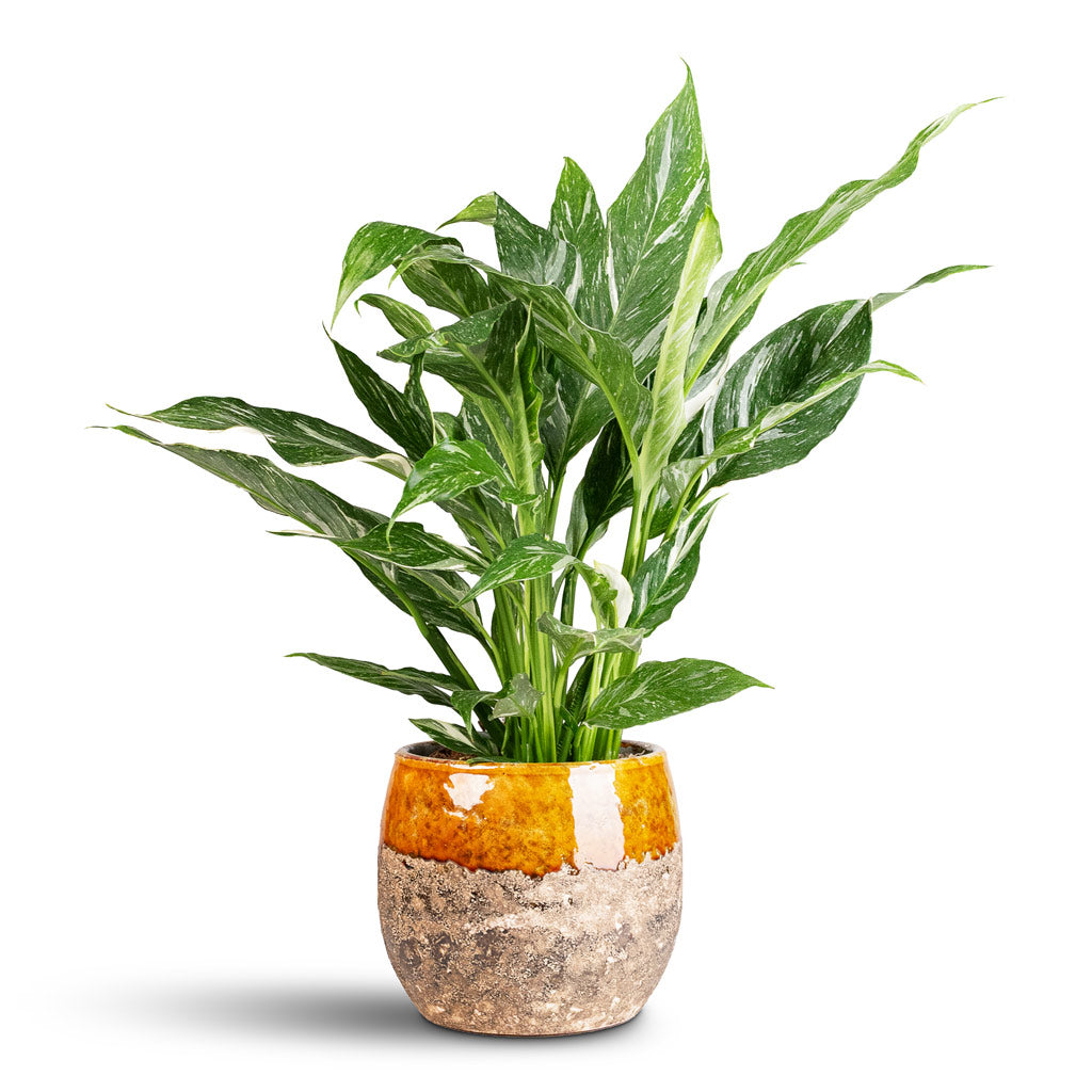 Spathiphyllum Diamond 14x60cm Lindy Pot Ochre 23x20cm