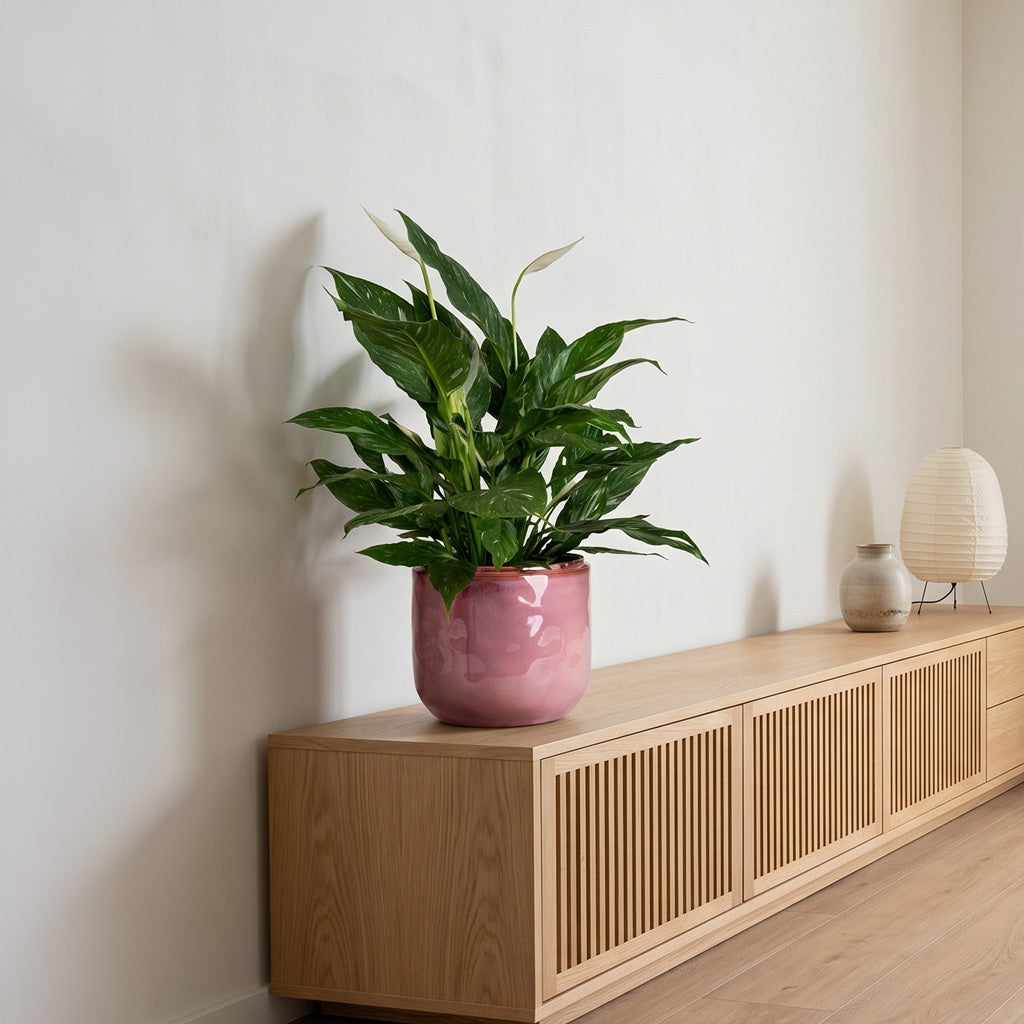 Spathiphyllum Diamond 14x60cm Lindy Pot Ochre 23x20cm