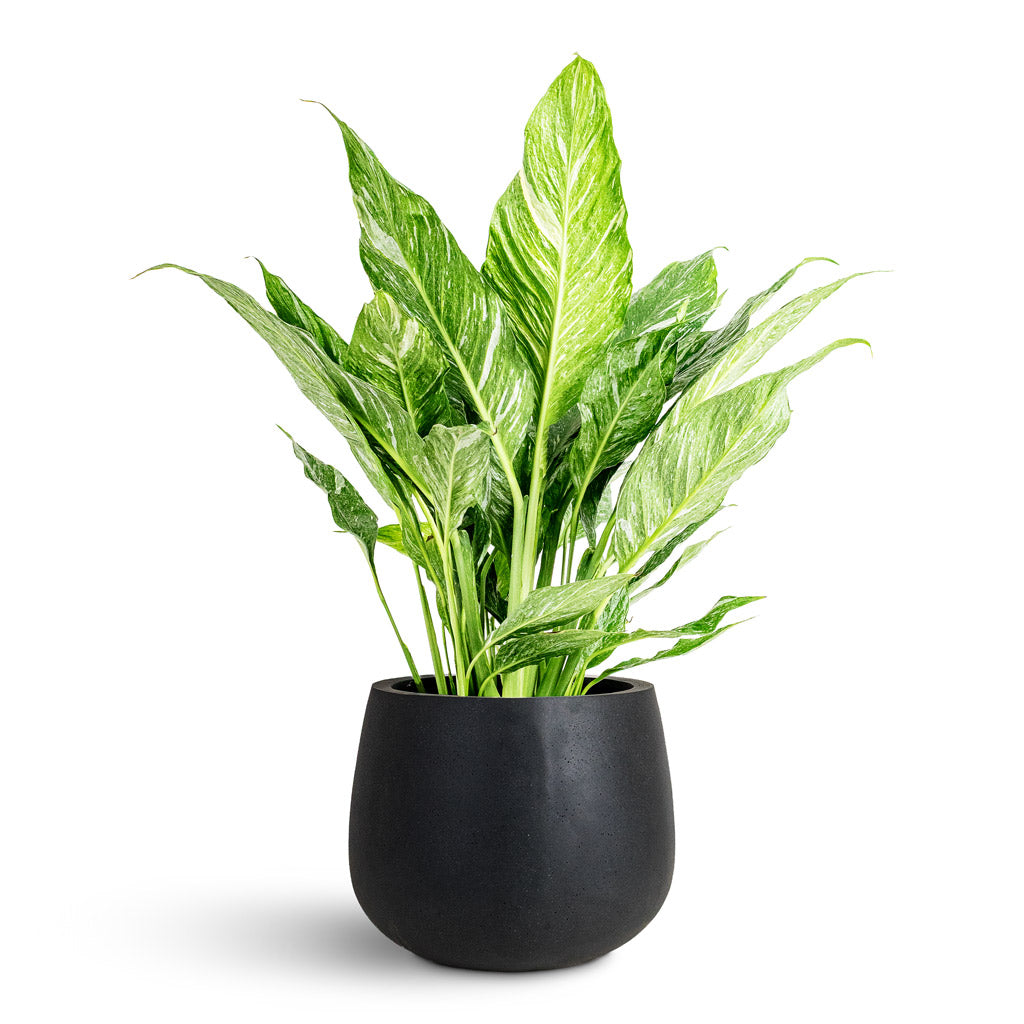 Spathiphyllum Diamond 17x60cm House Plant In Kevan Natural Planter Black 25x21cm
