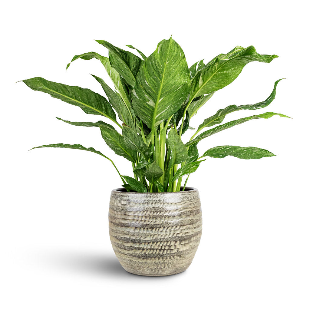 spathiphyllum diamond peace lily variegated Spathiphyllum Diamond - Variegated Peace Lily