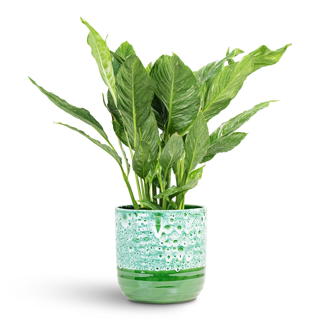Spathiphyllum Diamond 17x60cm House Plant In Ocean Glaze Pot Emerald 21x21cm