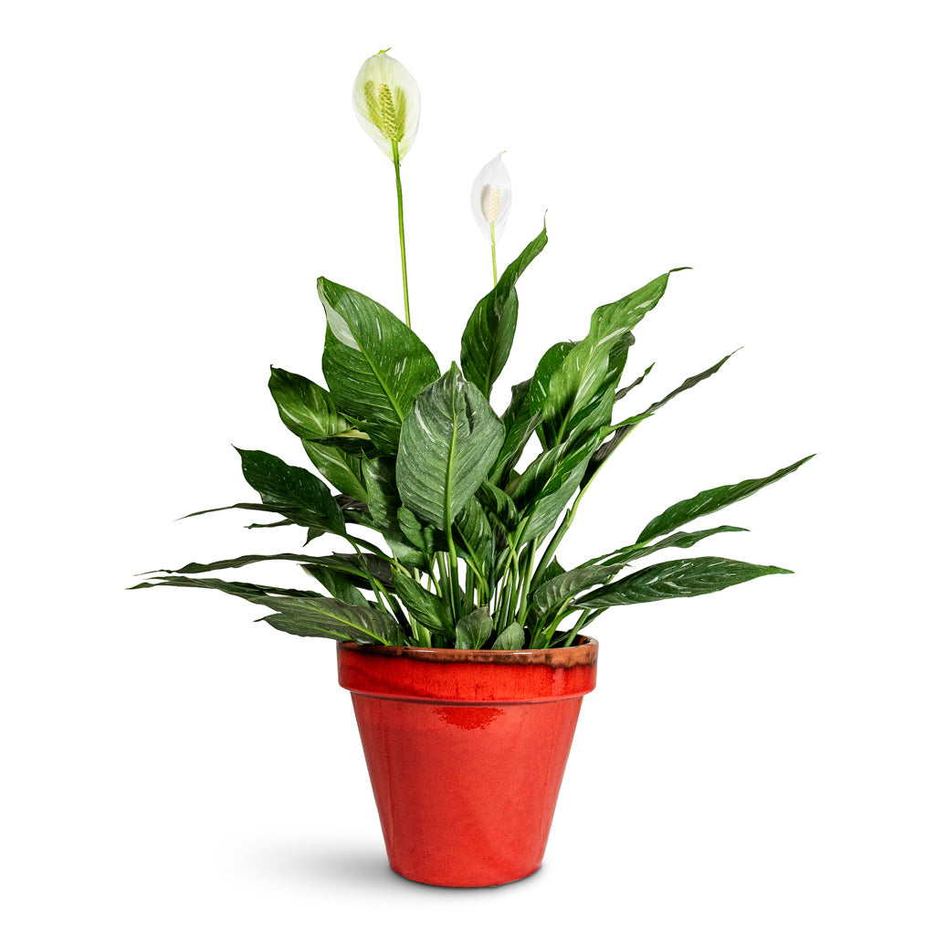 Spathiphyllum Diamond 17x60cm House Plant in Olli Pot Lipstick 27x22cm