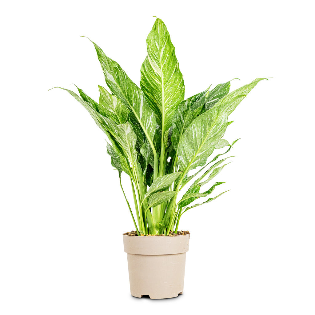 peace lily diamond Spathiphyllum Diamond - Variegated Peace Lily