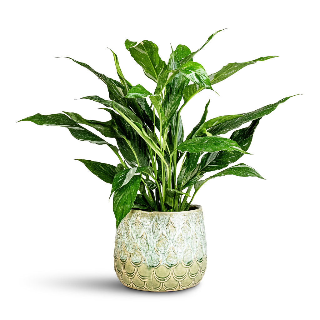 Spathiphyllum Diamond Houseplant 14x60cm Debby Plant Pot Thyme 21x17cm