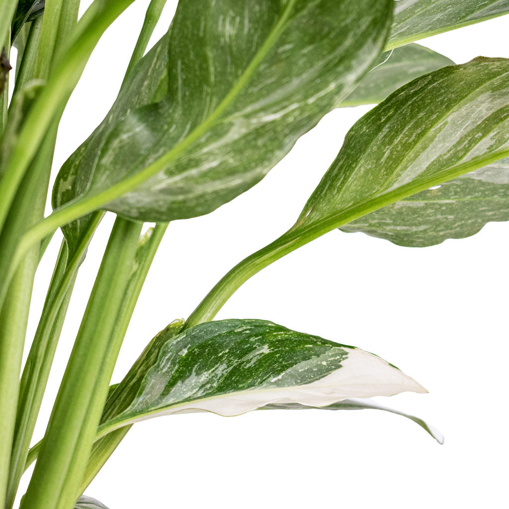 Spathiphyllum Diamond Peace Lily Close Up Of White Variegated Leaf
