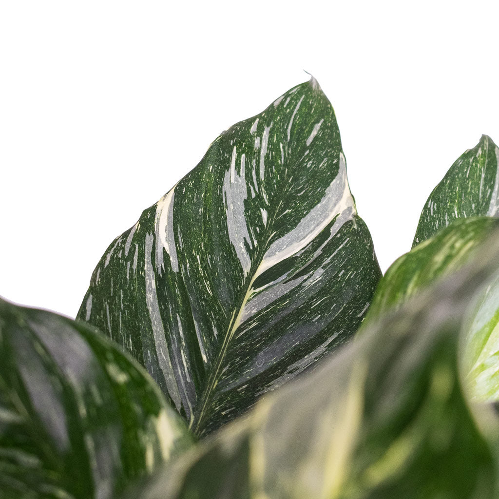 Spathiphyllum Diamond Peace Lily Close Up Of White And Green Variegated Leaf