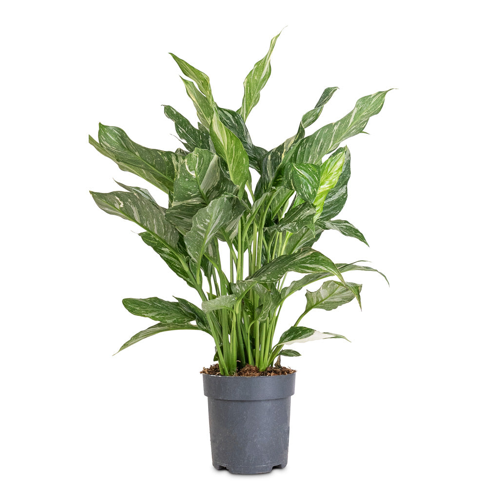 variegated peace lily uk Spathiphyllum Diamond - Variegated Peace Lily