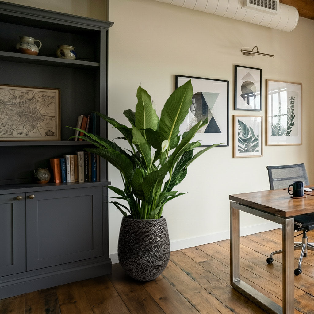 Spathiphyllum Sebastiano 24x110cm house plant in Opus Hit Darcy Planter Silver 38x42cm Lifestyle