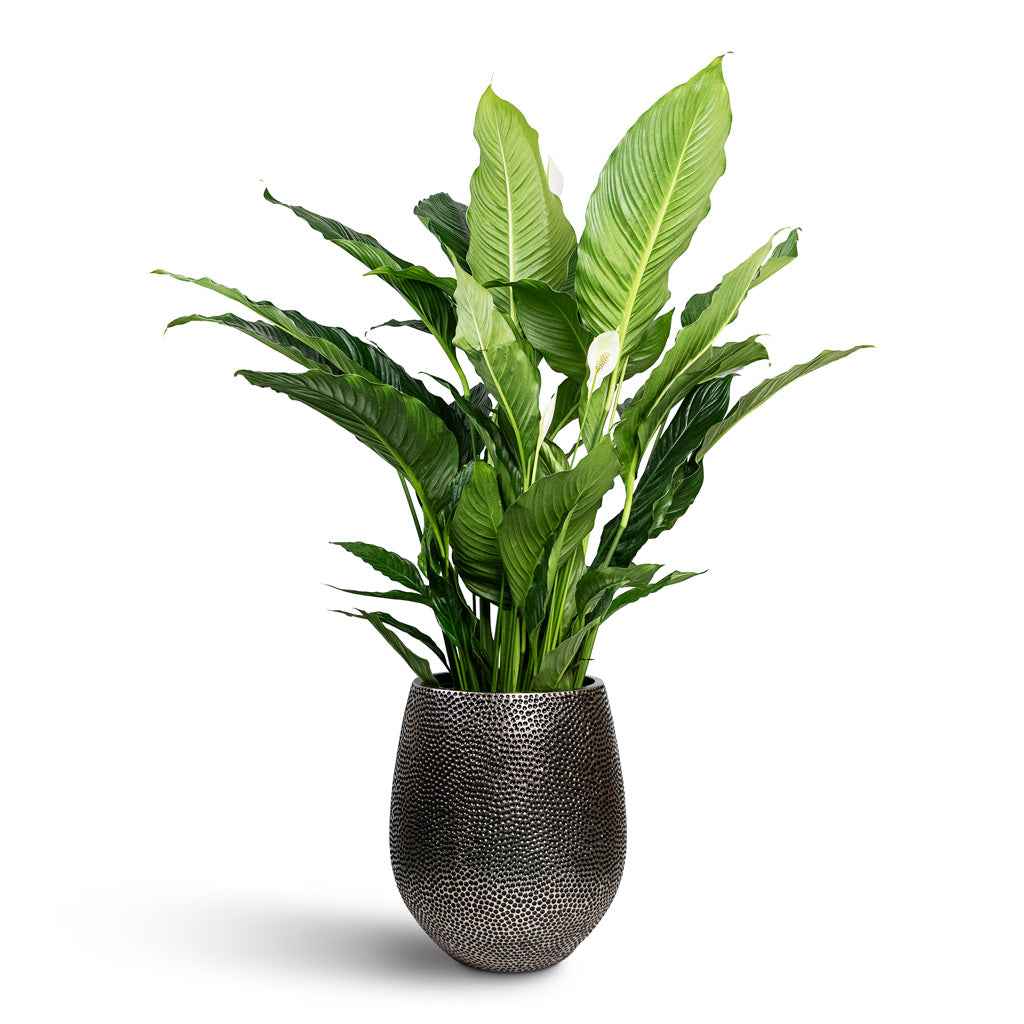Spathiphyllum Sebastiano 24x110cm house plant in Opus Hit Darcy Planter Silver 38x42cm