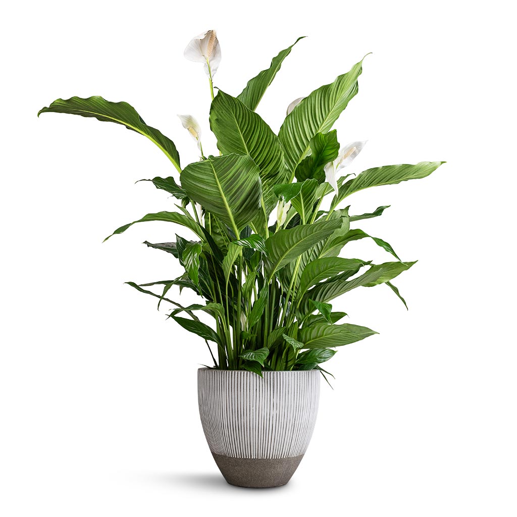 Spathiphyllum Sebastiano - Peace Lily &amp; Jesslyn Plant Pot - Ridged White Stripe