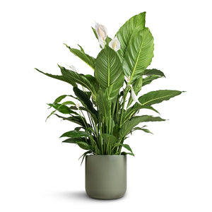 Spathiphyllum Sebastiano - Peace Lily & Lisbon Plant Pot - Sage