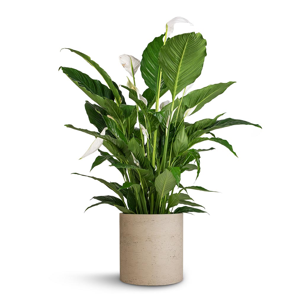 Spathiphyllum Sebastiano - Peace Lily & Jesslyn Plant Pot - Ridged White Stripe