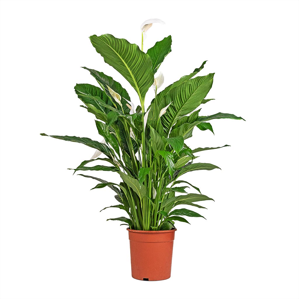 Spathiphyllum Sebastiano - Peace Lily