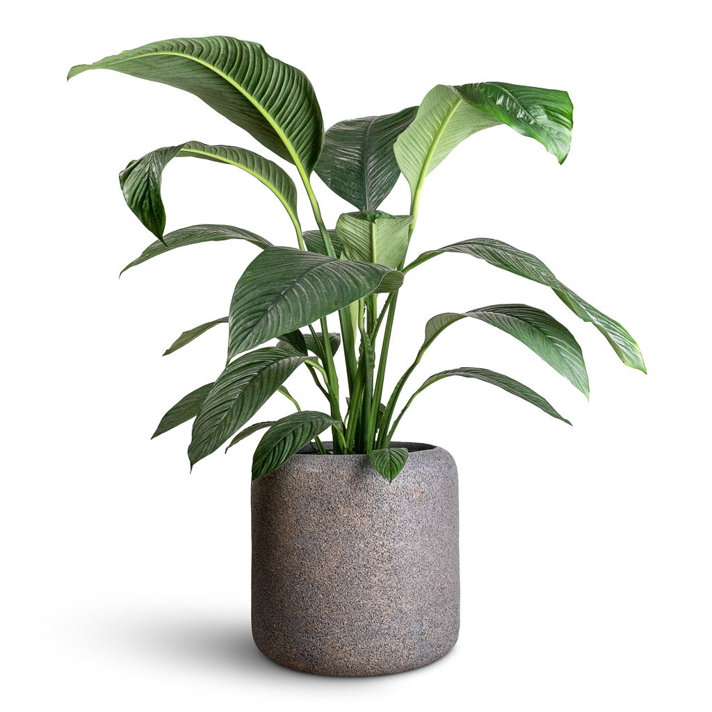 Spathiphyllum Sensation - 24x110cm In Naturescast Cylinder Planter Grey - 52x50cm
