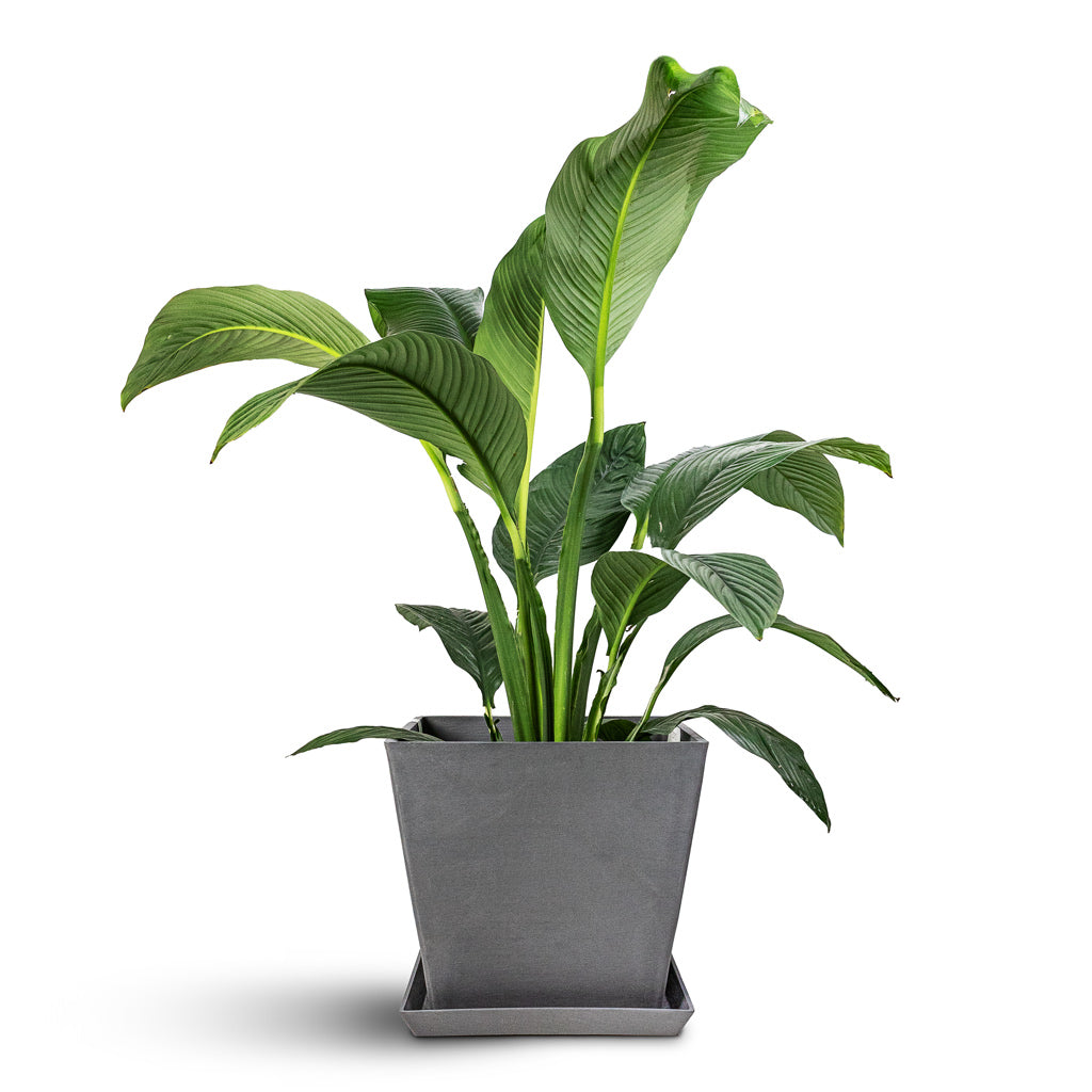 Spathiphyllum Sensation 24x110cm Rotterdam Cube Planter Grey 40x40x35cm Saucer
