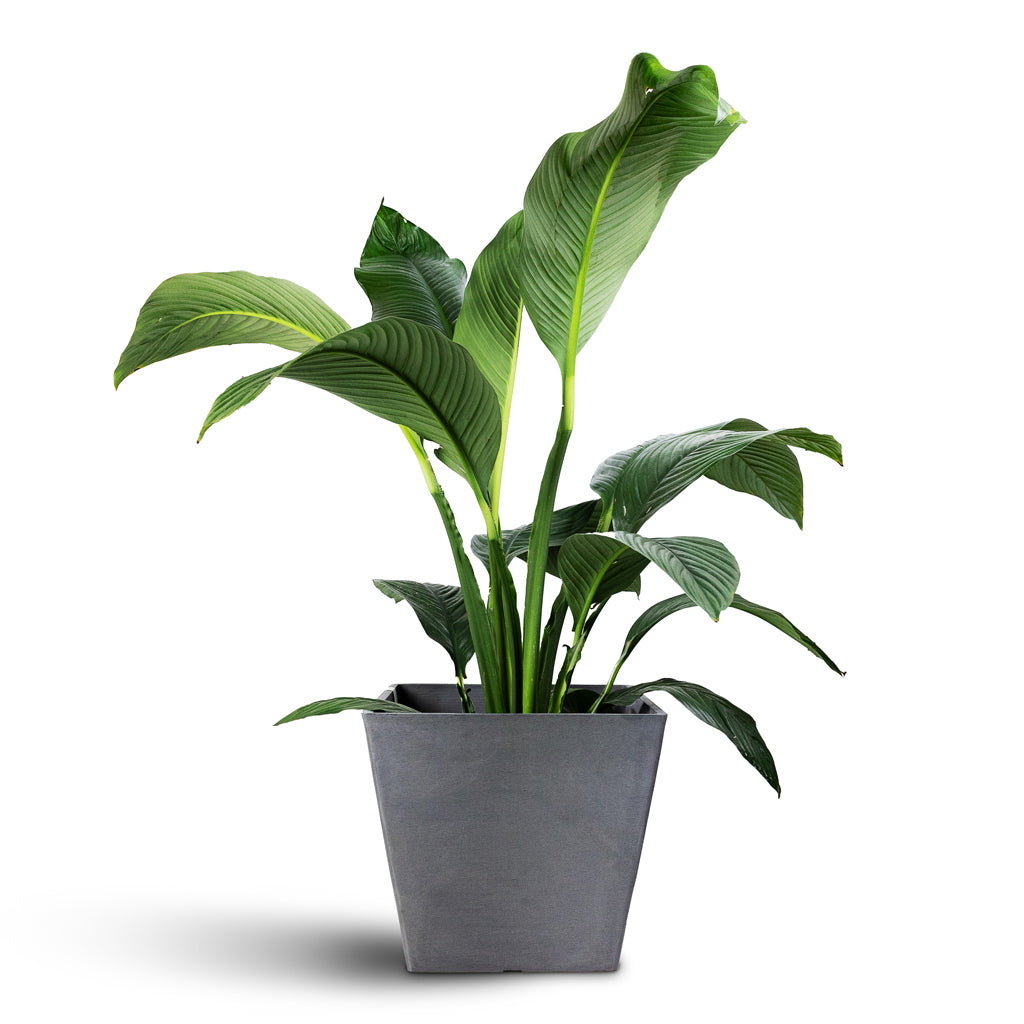 Spathiphyllum Sensation 24x110cm Rotterdam Cube Planter Grey 40x40x35cm 