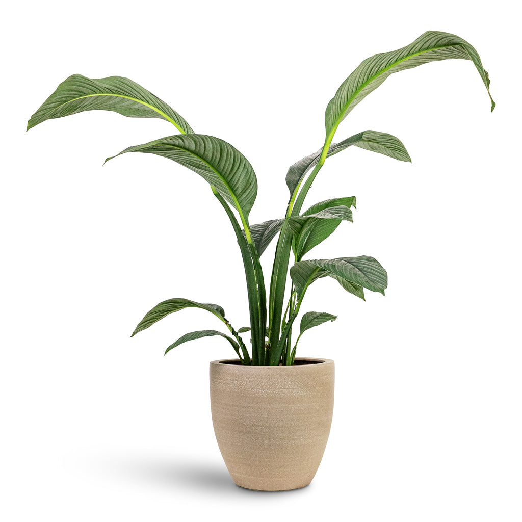 Spathiphyllum Sensation 24x110cm House Plant In Toulouse Planter Natural 42x39cm