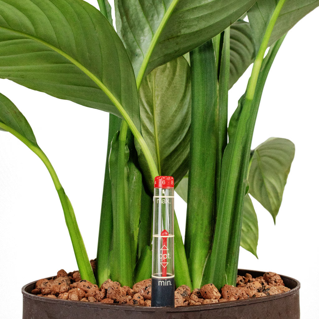 peace lily hydro Spathiphyllum Sensation - Peace Lily - HydroCare | Hortology