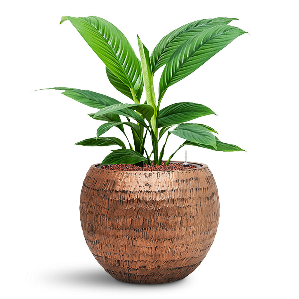 Spathiphyllum Sensation - Peace Lily - HydroCare & Opus Hammered Globe Planter - Gold