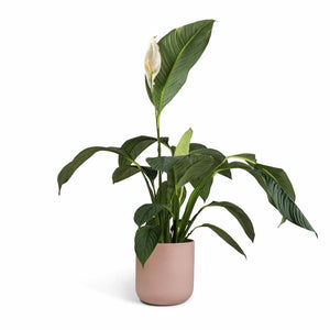 Spathiphyllum Sensation - Peace Lily & Lisbon Plant Pot - Pink Clay