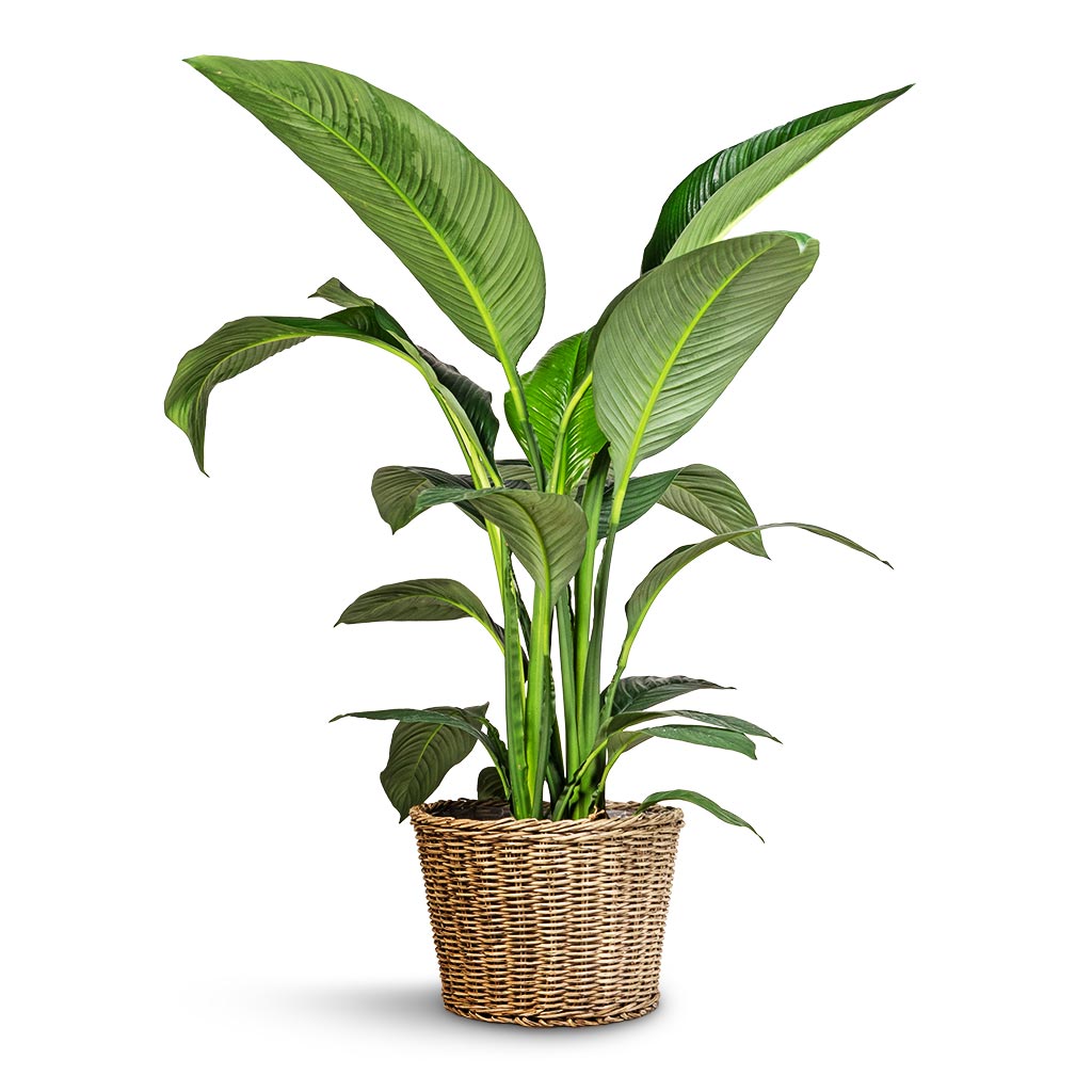 Spathiphyllum Sensation - Peace Lily & Sally Wikr Plant Basket - Natural