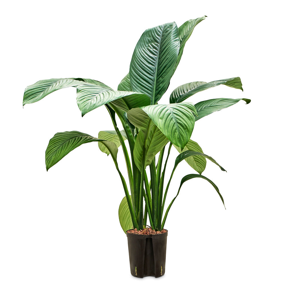 Spathiphyllum Sensation - Peace Lily - HydroCare - Small