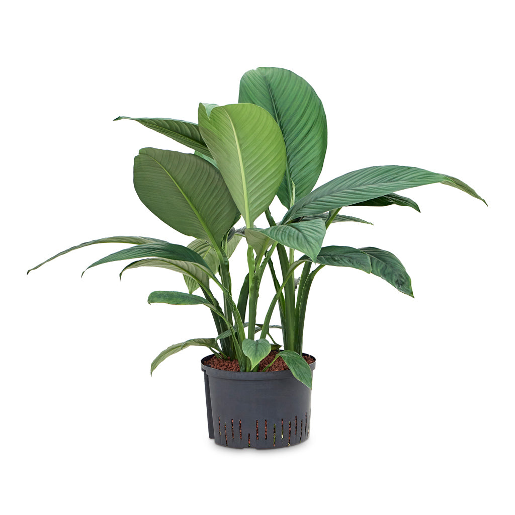 Spathiphyllum Sensation - Peace Lily - HydroCare XL