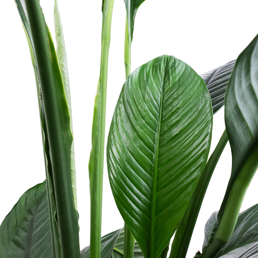 Spathiphyllum Sensation - Peace Lily - HydroCare Leaves