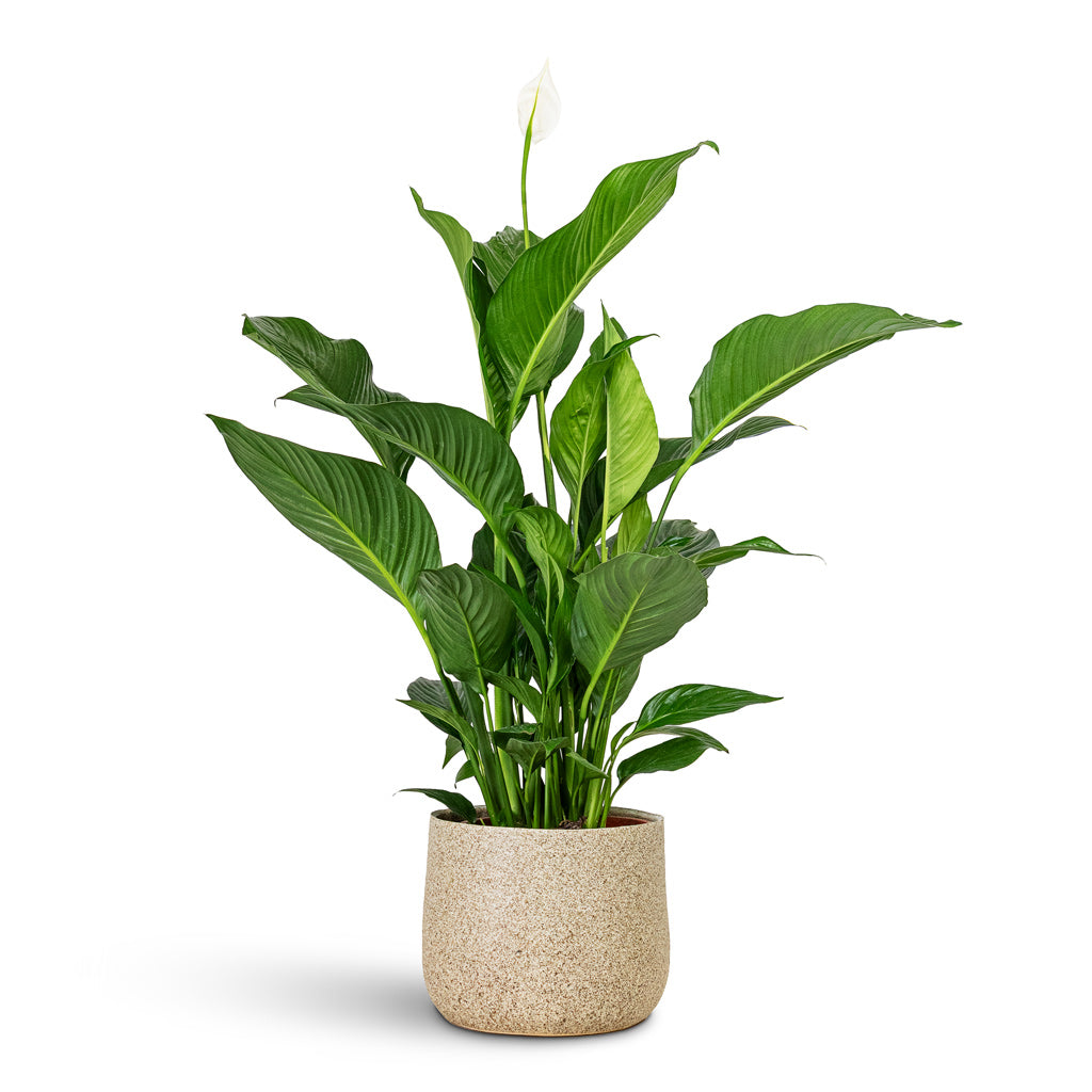 Spathiphyllum Sweet Lauretta 21x90cm Celeste Pot Cream 26x21cm