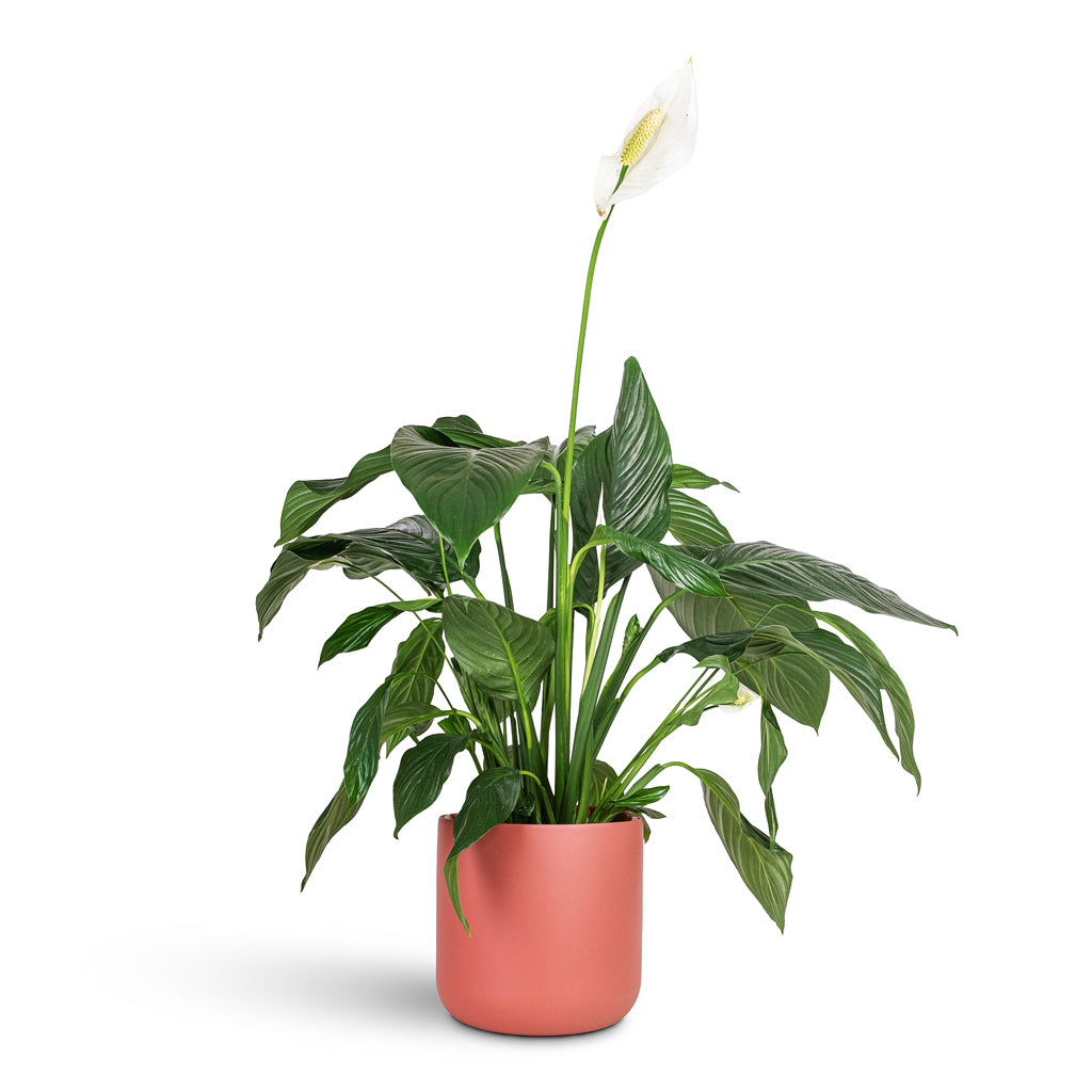 Spathiphyllum Sweet Lauretta 21x90cm House Plant In Lisbon Pot Blush Rose 24x24cm