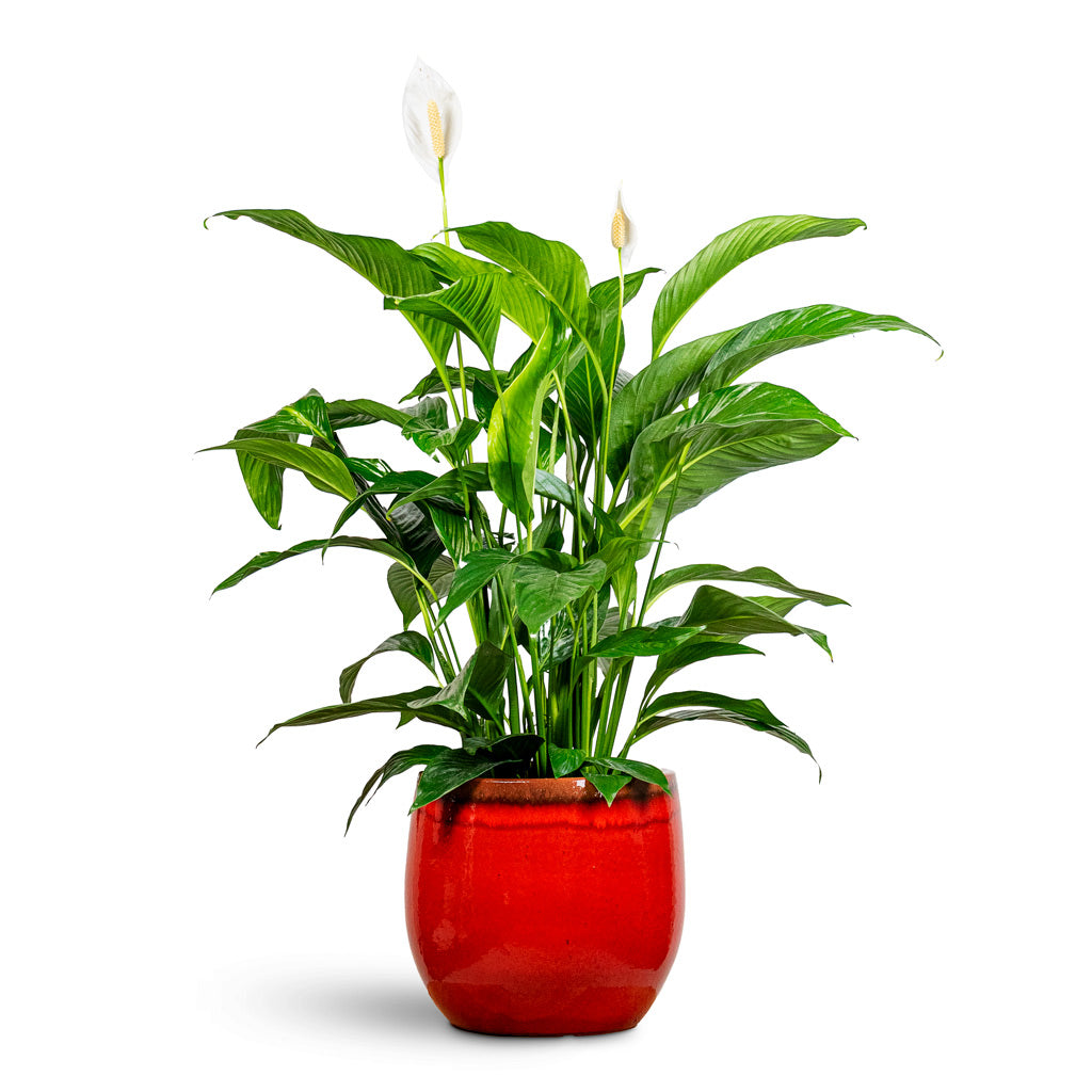 Spathiphyllum Sweet Lauretta 24x90cm House Plant in Charlotte Pot Red 33x30cm