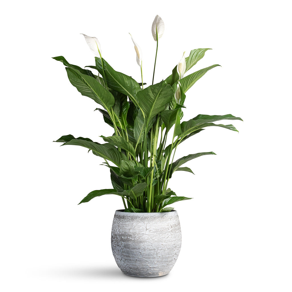 Spathiphyllum Sweet Lauretta - 24x90cm In Evi Pot Antique Silver -  32x29cm