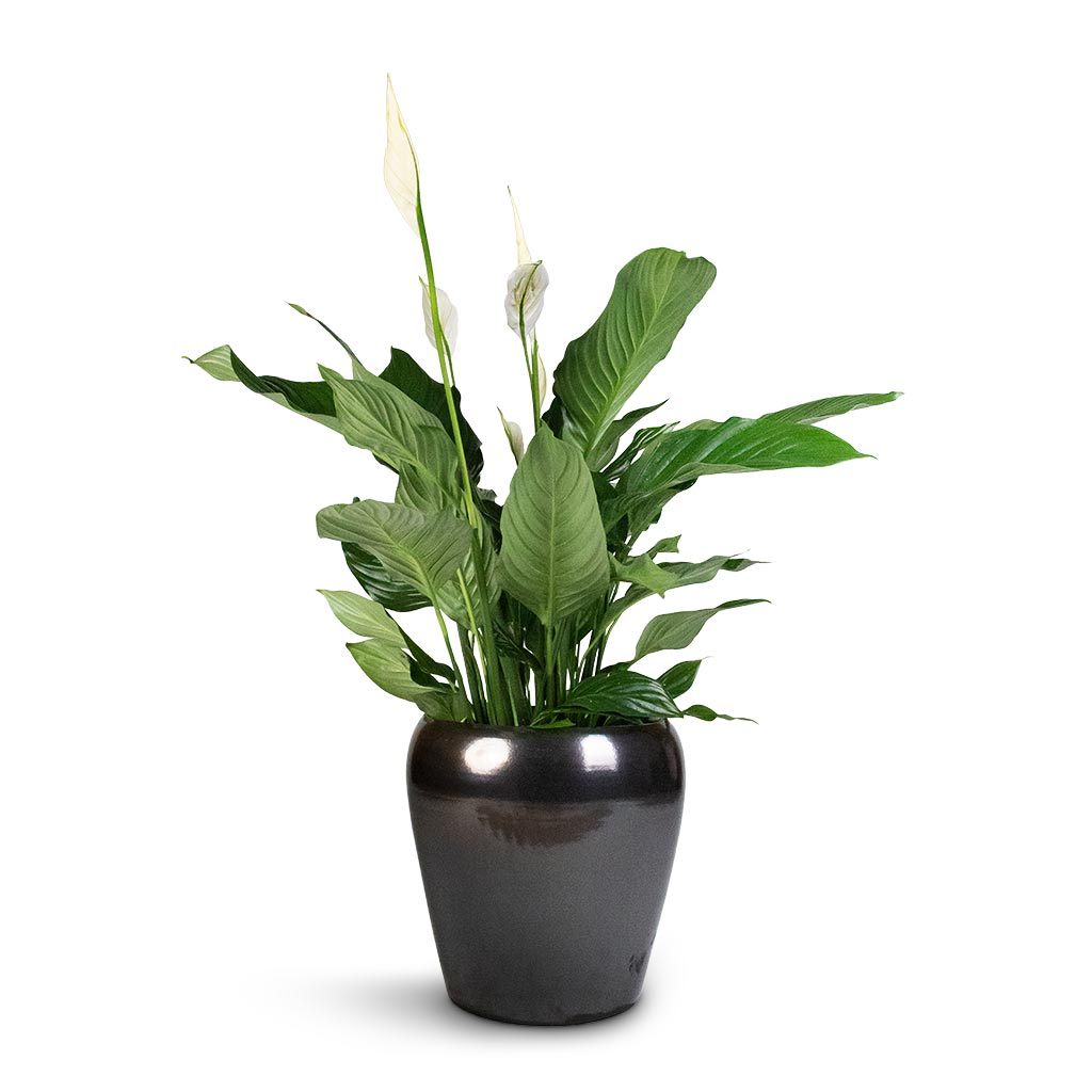 Spathiphyllum Sweet Lauretta - Peace Lily & Amora Plant Pot - Black Gold